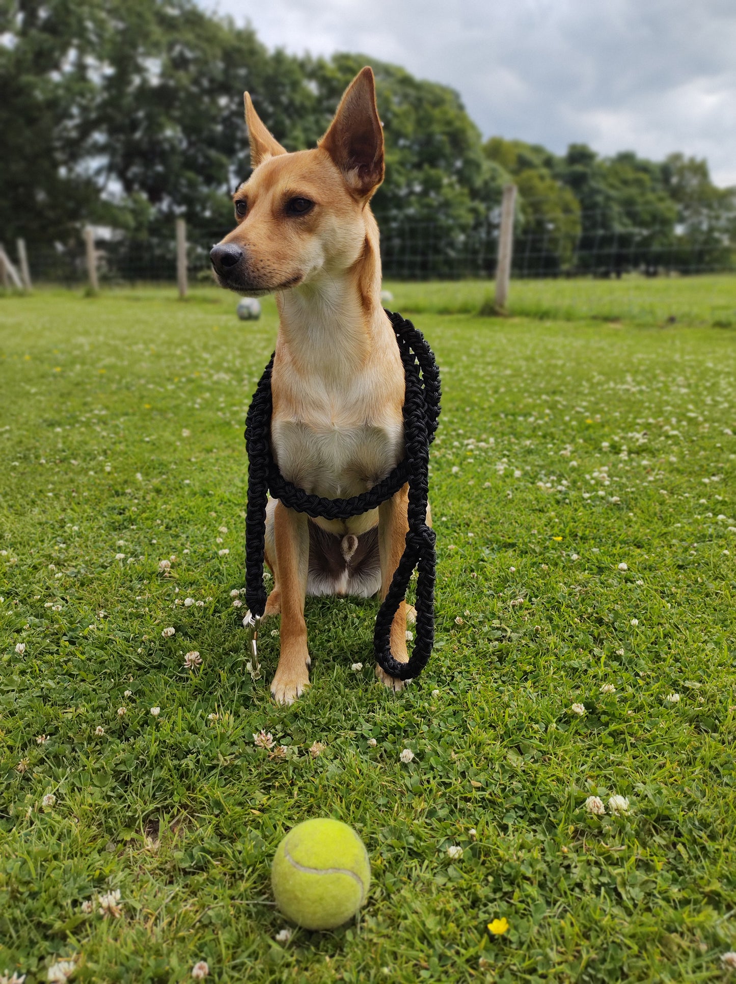 Pets - Crochet Dog Leads